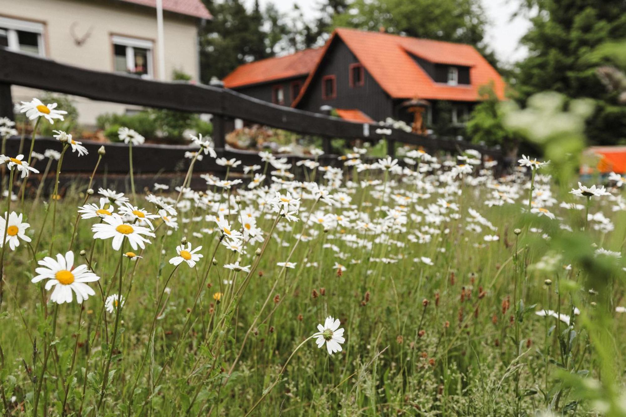 Terrassenhaus Im Harz, Pool, Sauna, Wlan Braunlage Exteriör bild