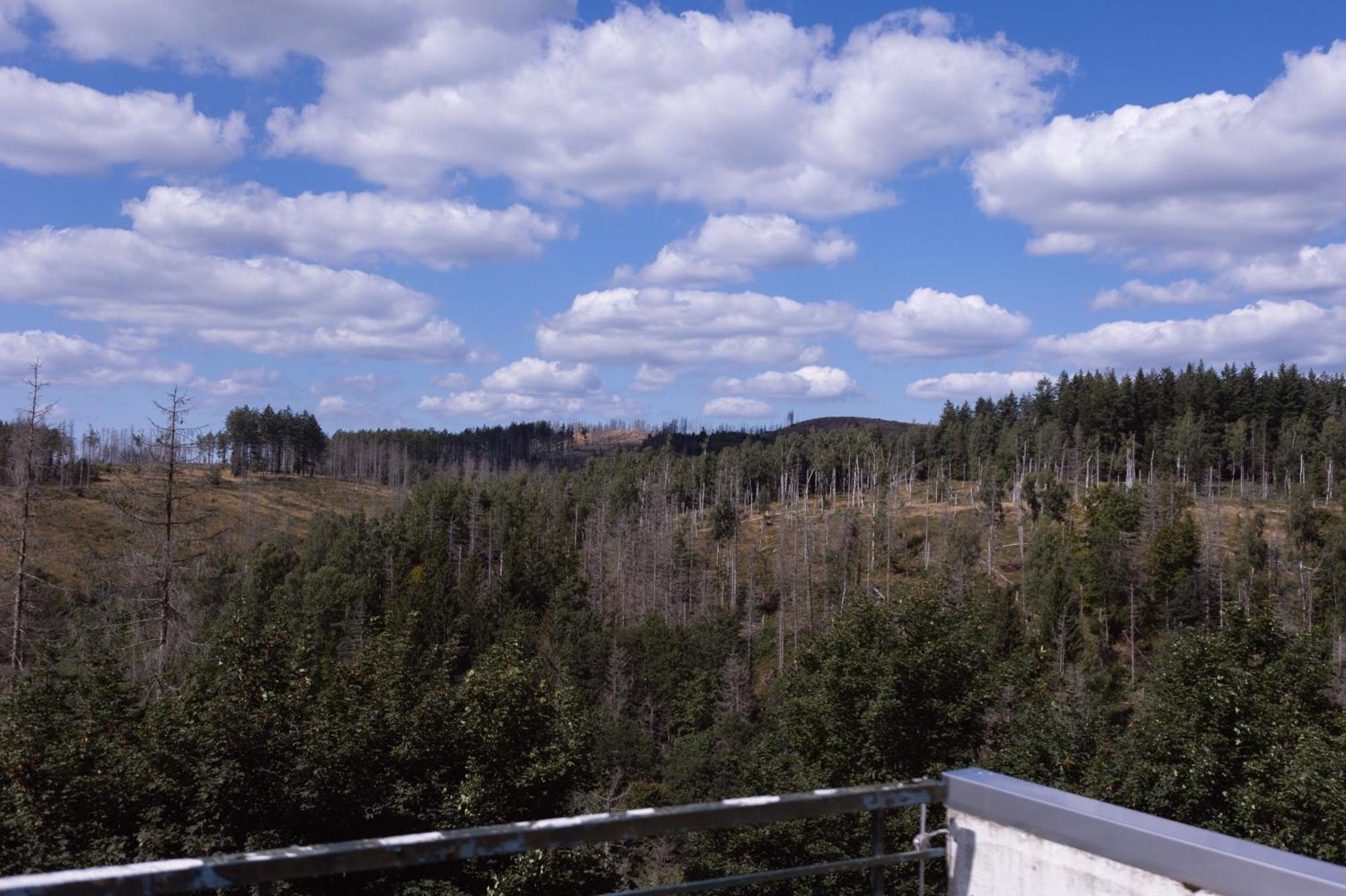 Terrassenhaus Im Harz, Pool, Sauna, Wlan Braunlage Exteriör bild